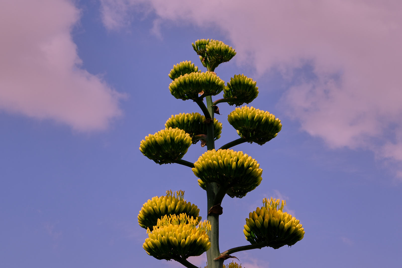 Center, how you from all things living