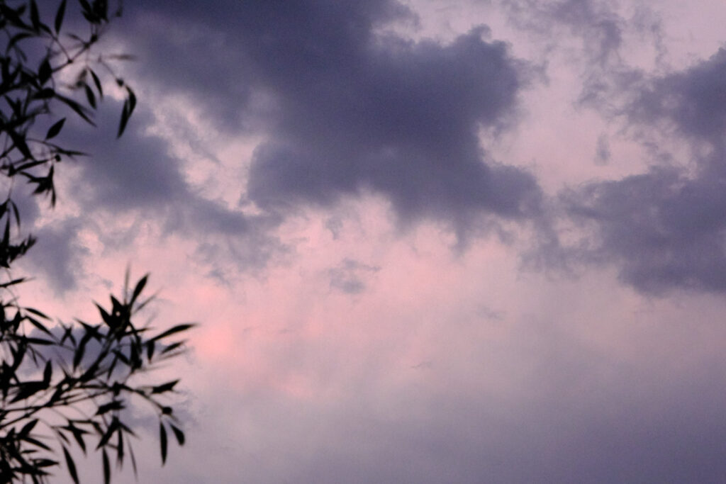 deepening from rose to bruise —Matthew Nienow