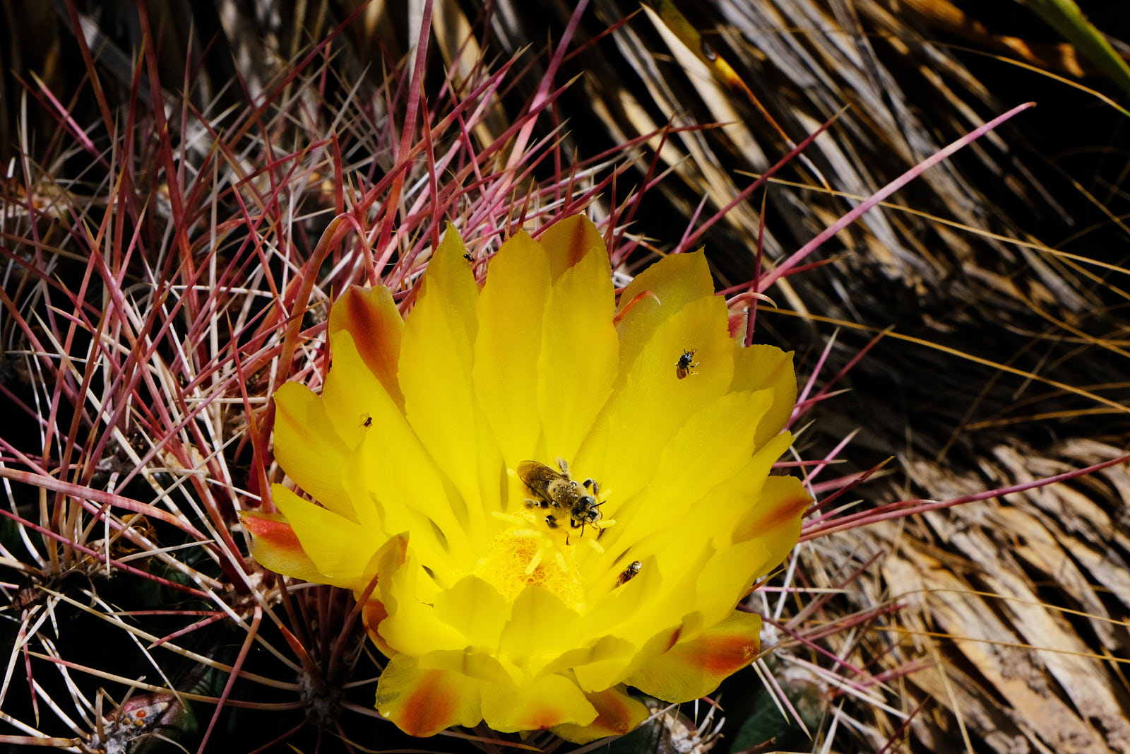 Thought divorced from eye and bone,