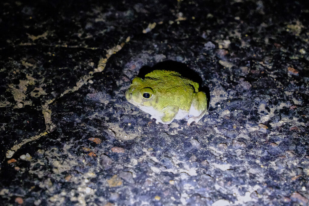 The rains come, —Mary Ruefle