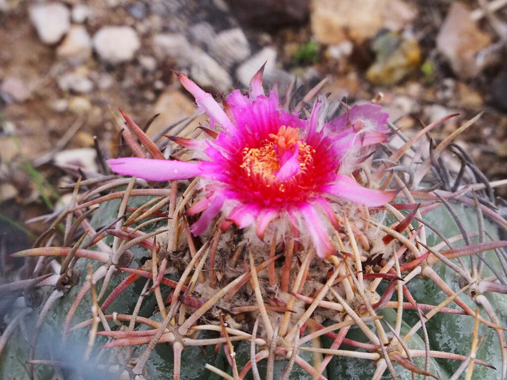 I came to the crowd seeking love