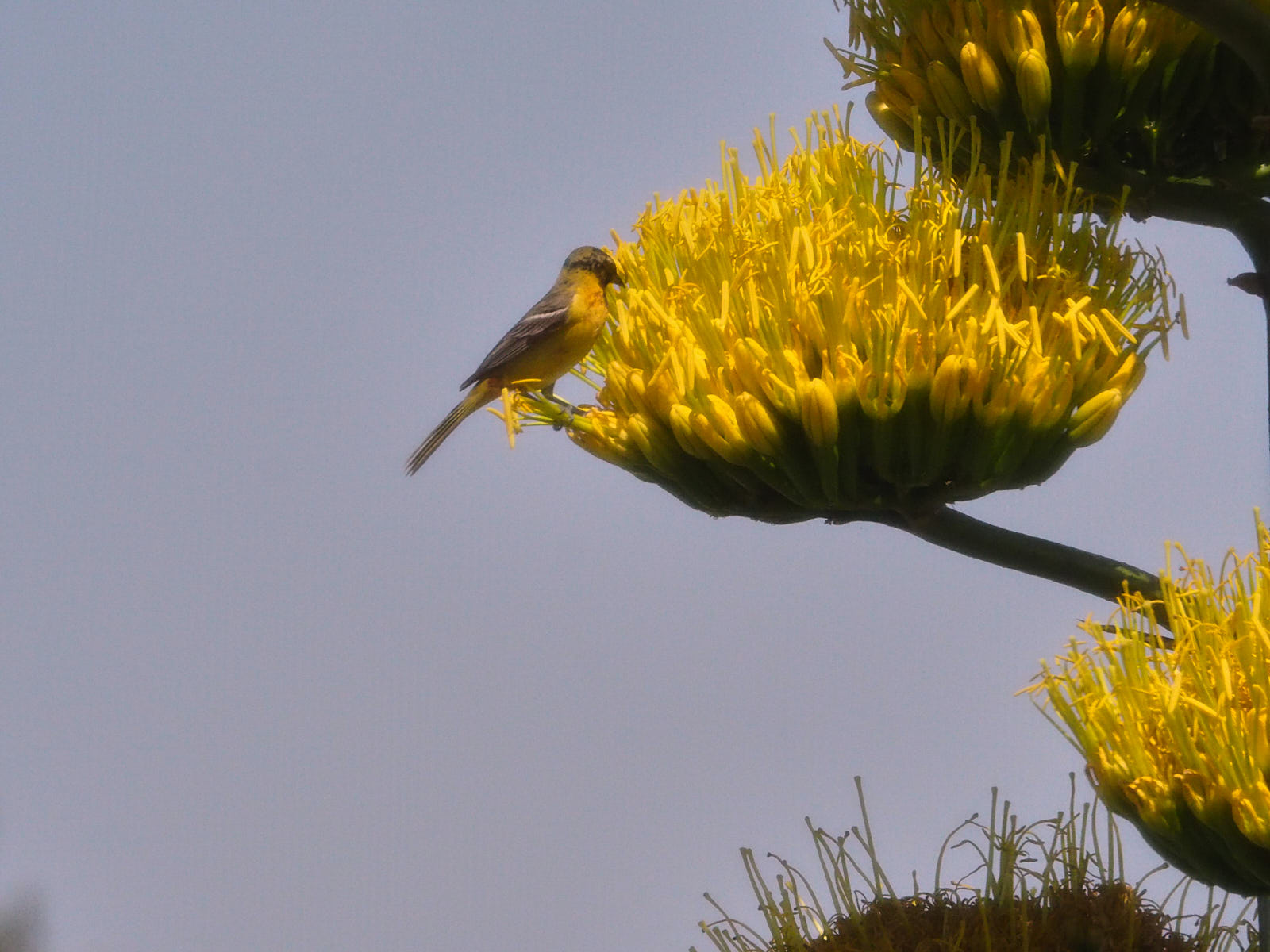 Meant by her to recognize a painting