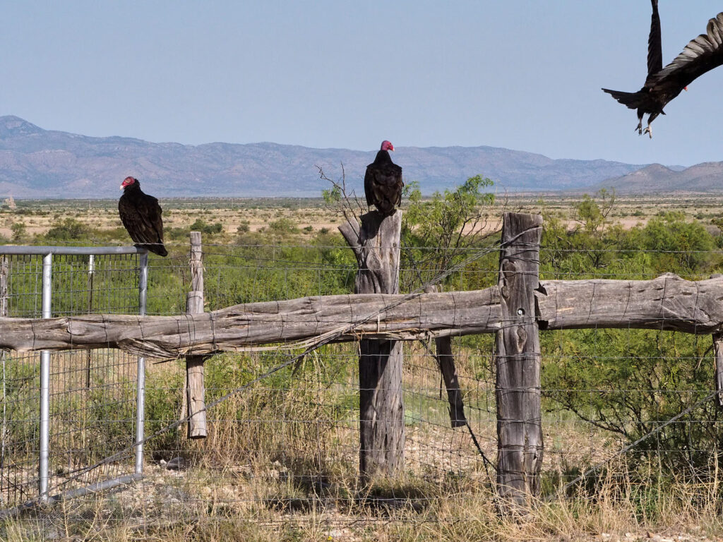 chance to become constellations,