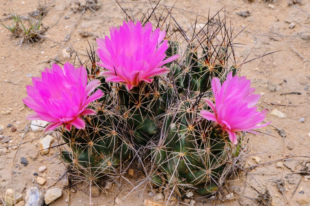 where the mind moves