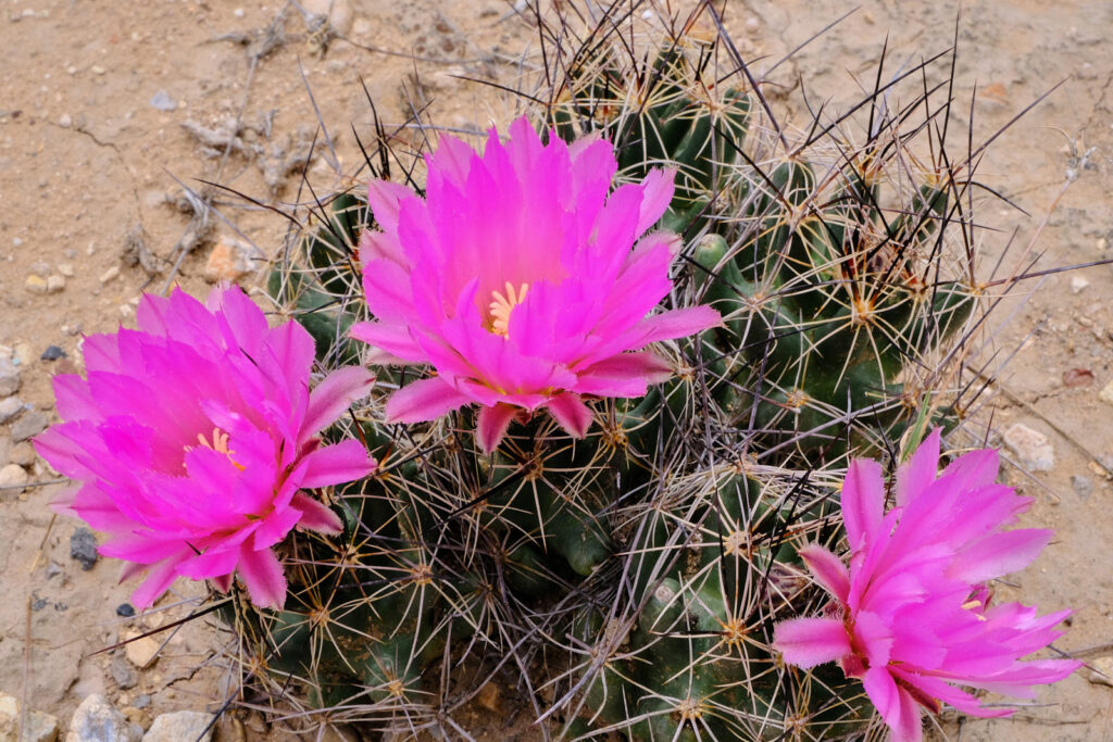 and is beautiful as a poem —Jim Brodey