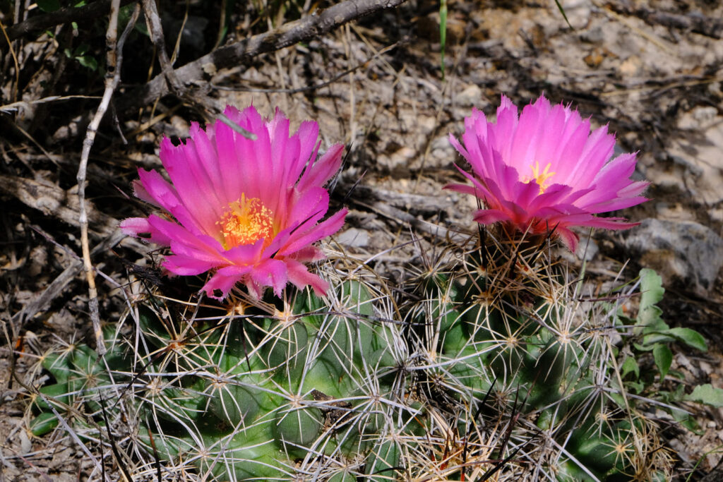 I’m full of joy —Kenward Elmslie