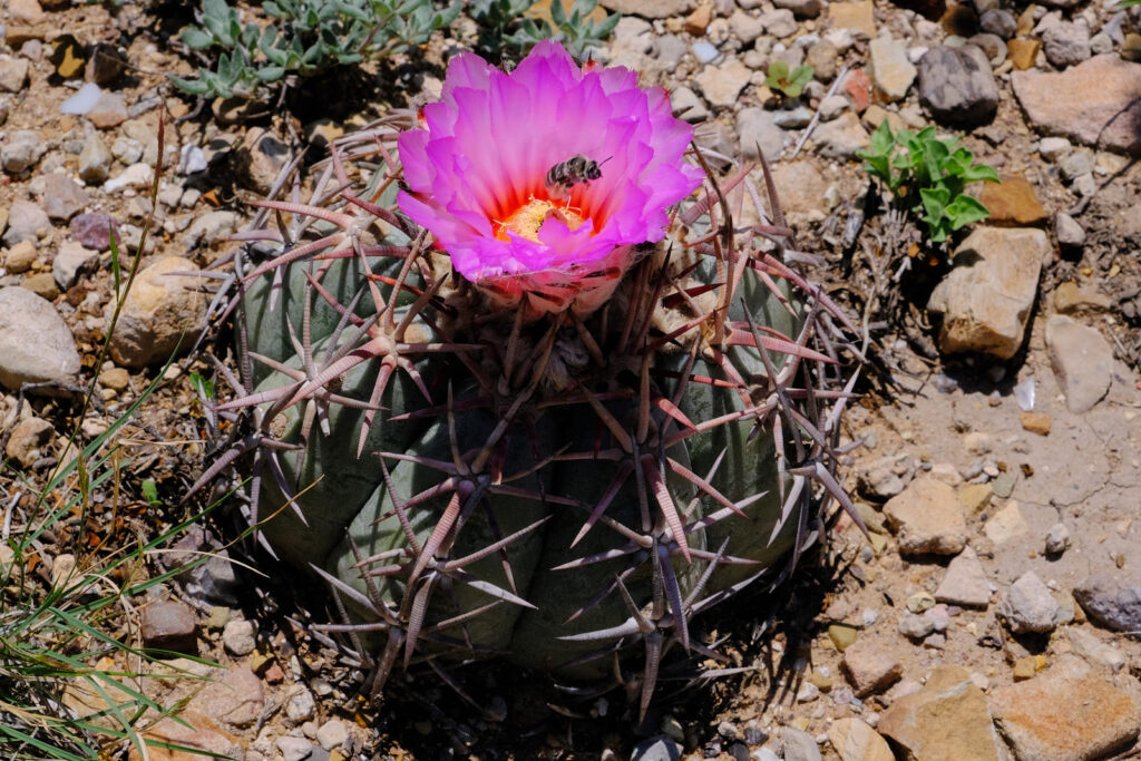 I threw or smashed my mouth on