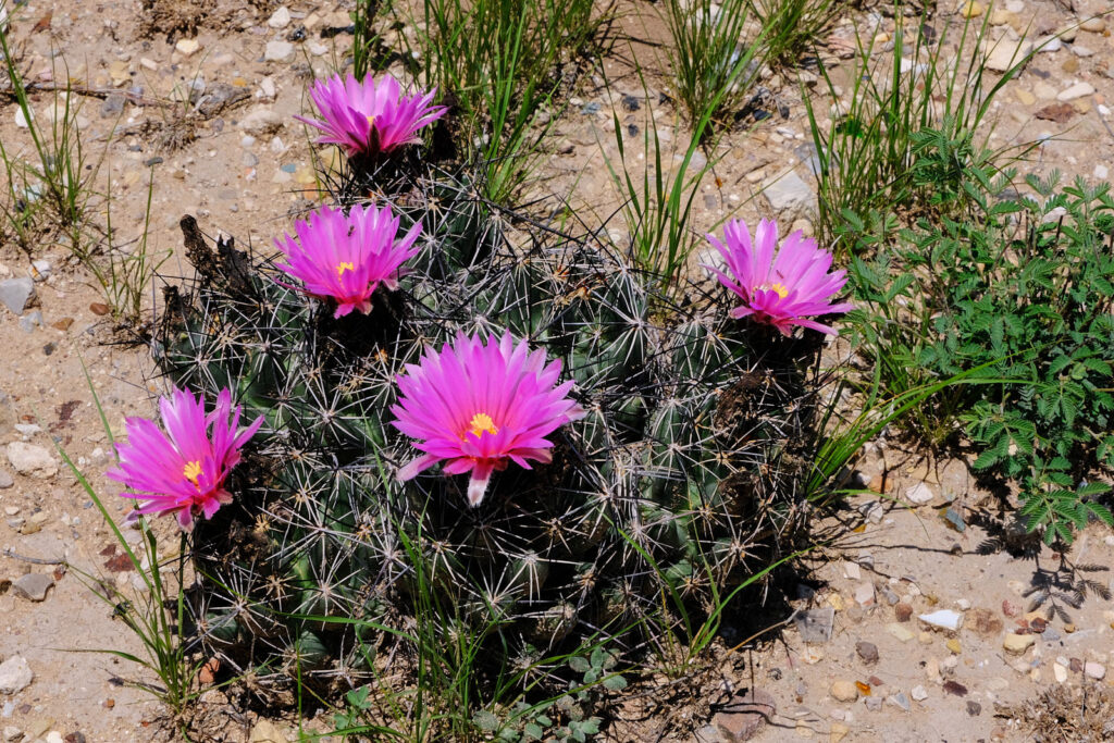 in my pathology of starvation