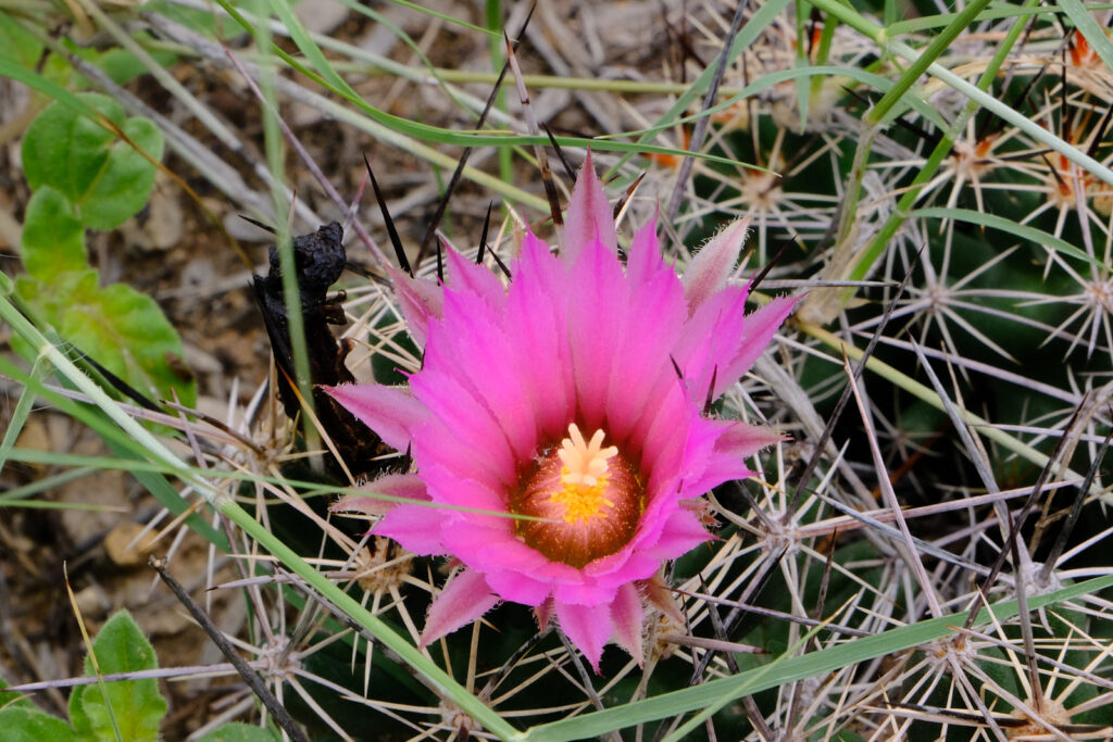 to joy to joy, from wing to wing,