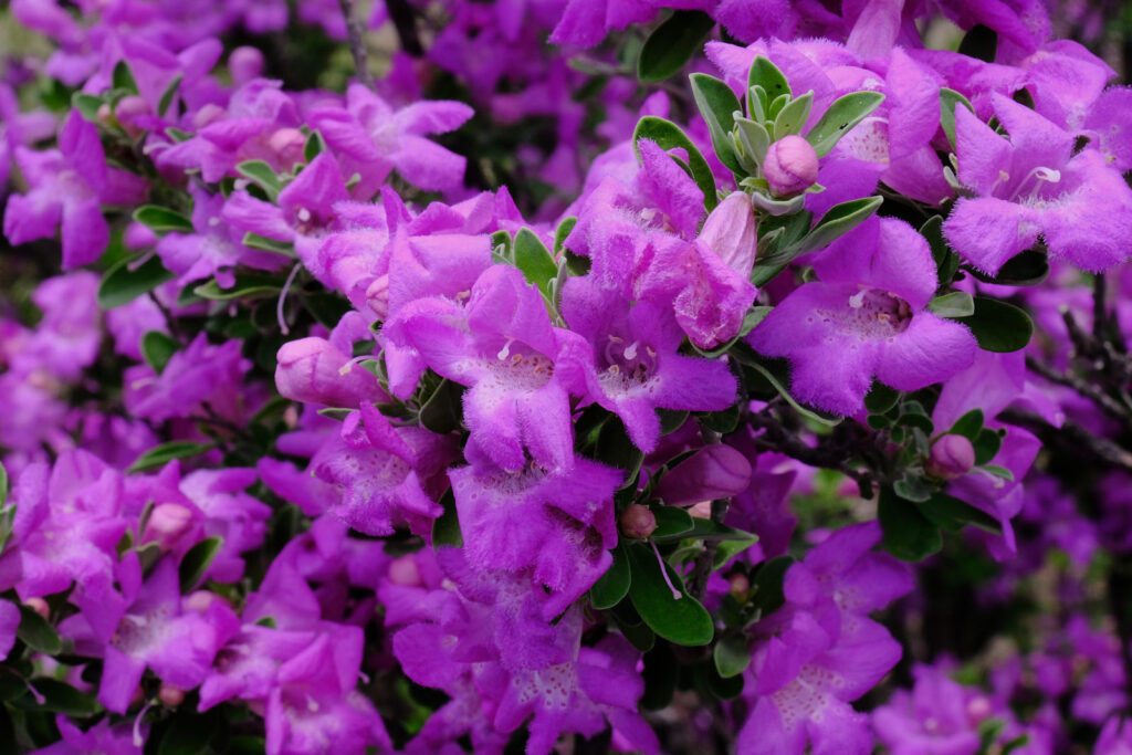 How can beauty that is living be anything but true?