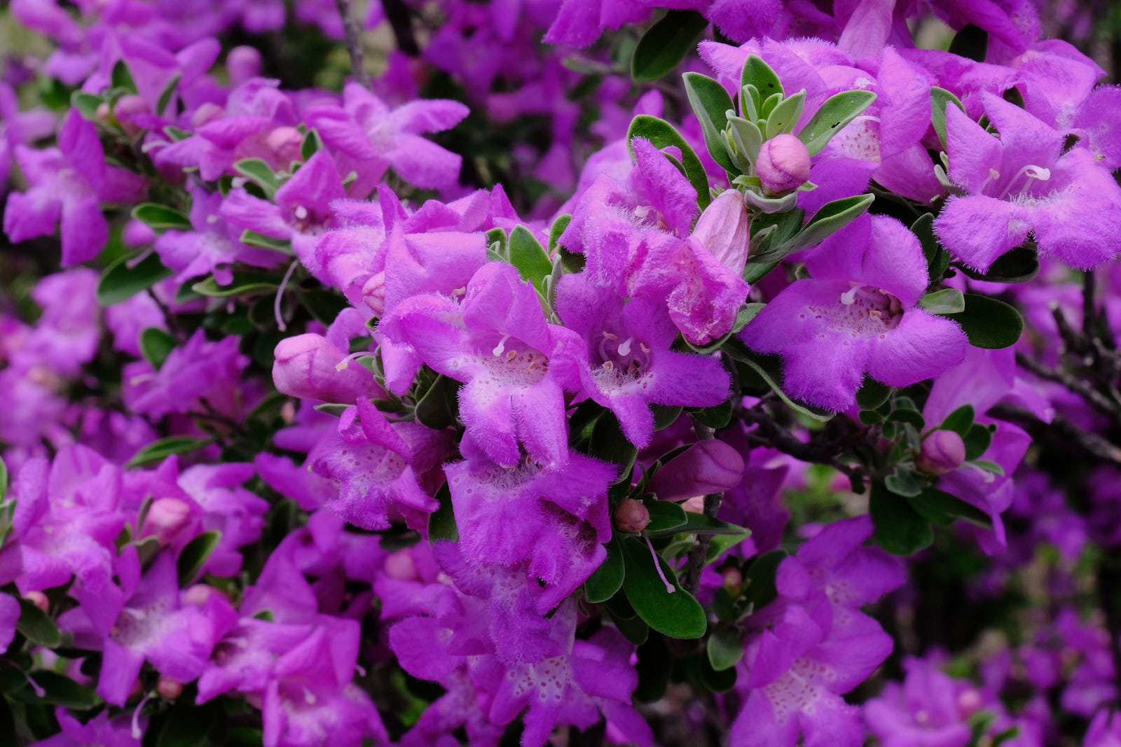 And as silver as the rainbow scales that shimmer purple blue