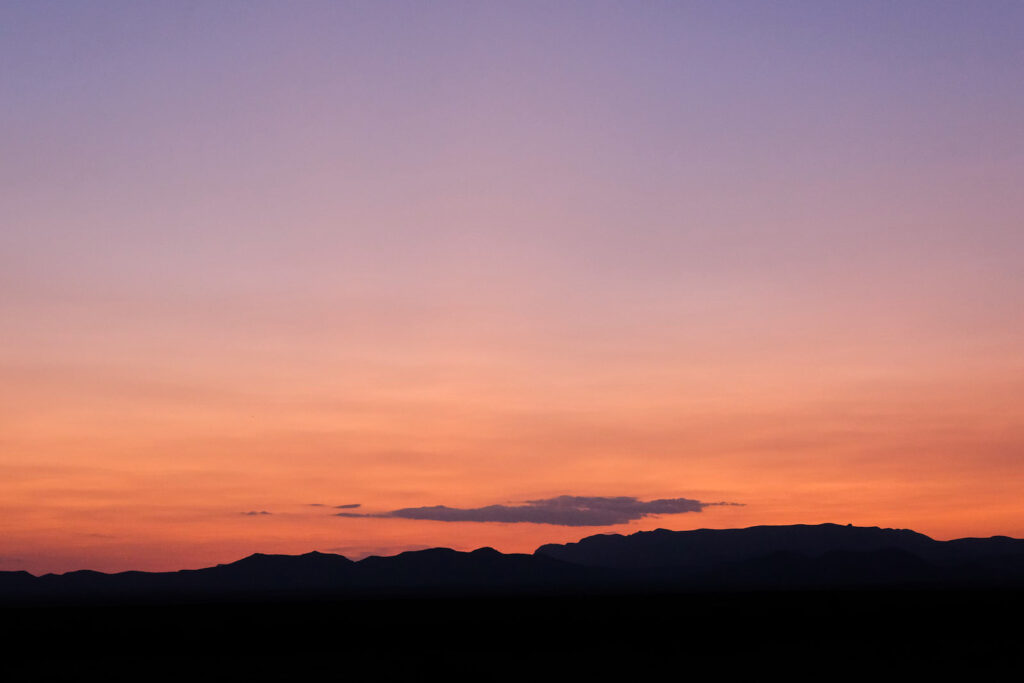 past the dogs of the apocalypse —Barbara Kingsolver