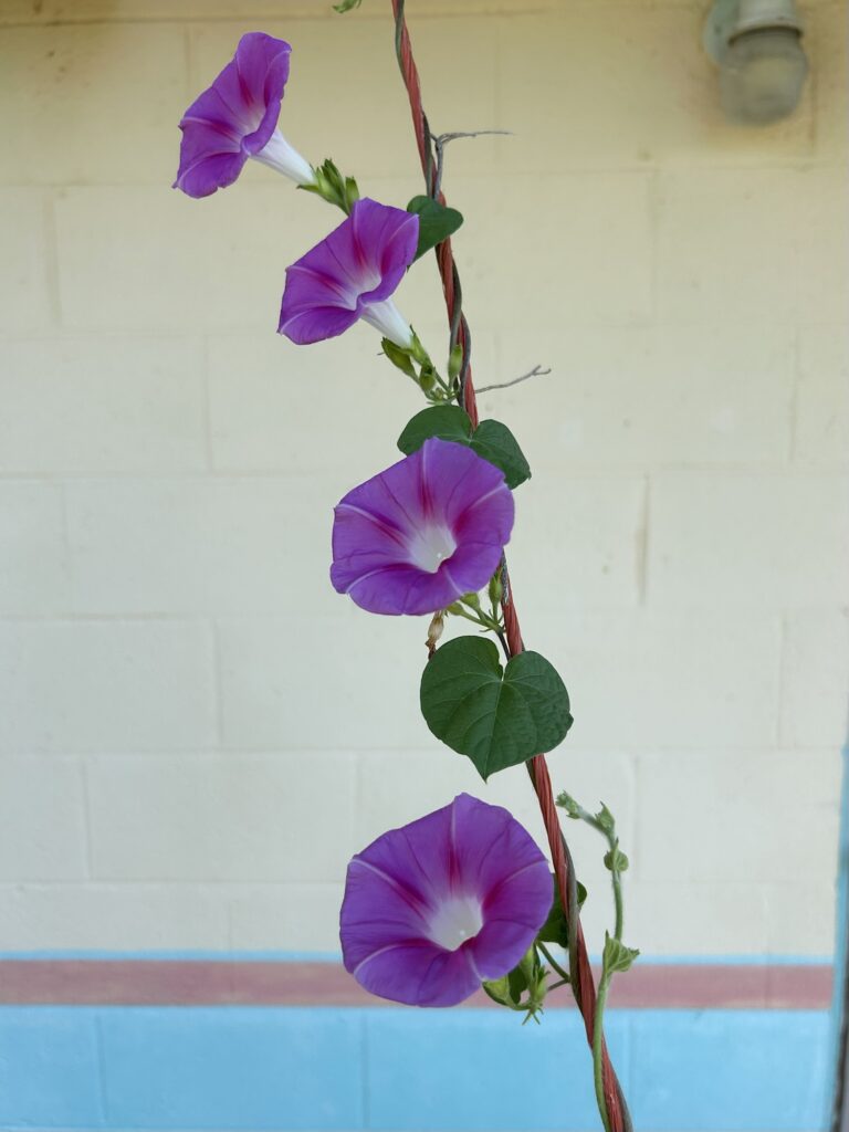 except what destroys