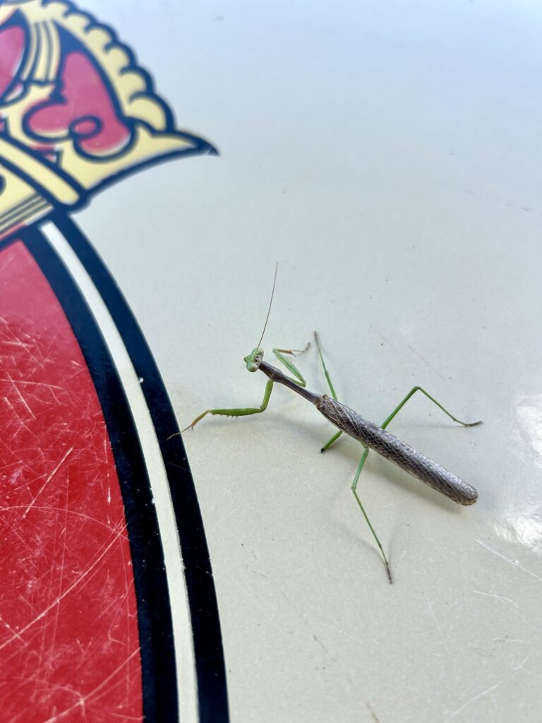 the insulation between yourself and your experience —Louise Erdrich