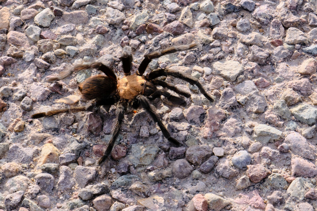 is the only way to live. Your confetti tongue explodes