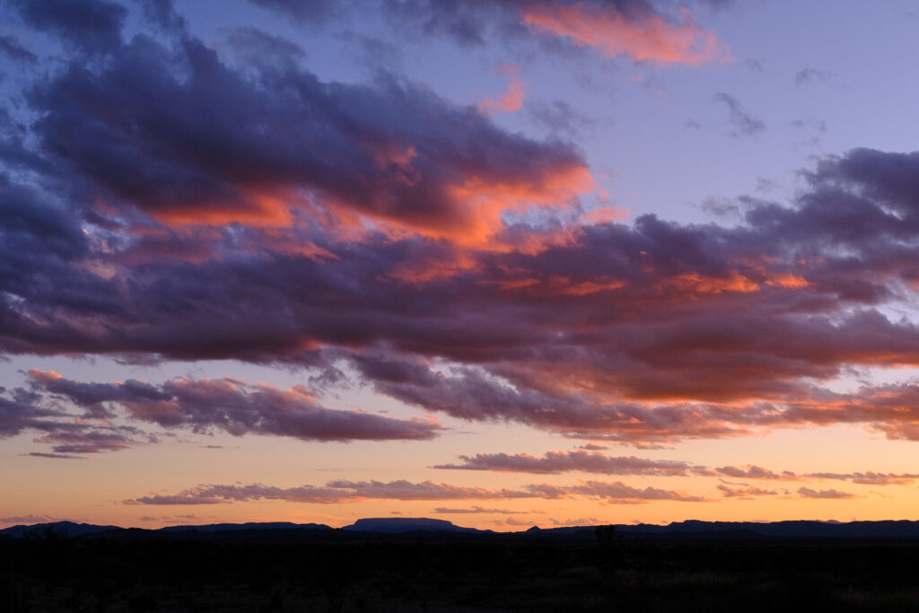 the mimosa flutters with bees.