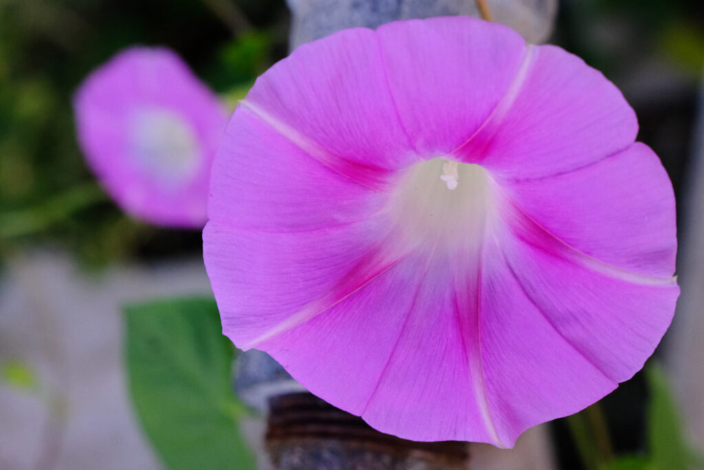 amorphous concepts shrink to solid cores.
