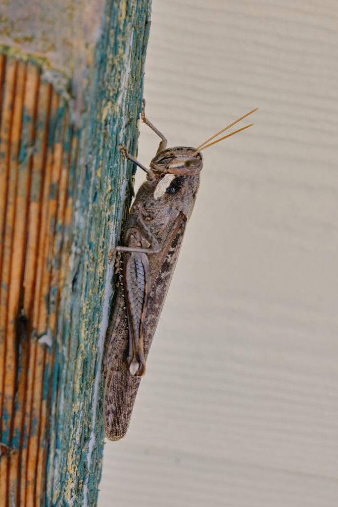 under your twilight purple, watch your bats —Catherine Pierce