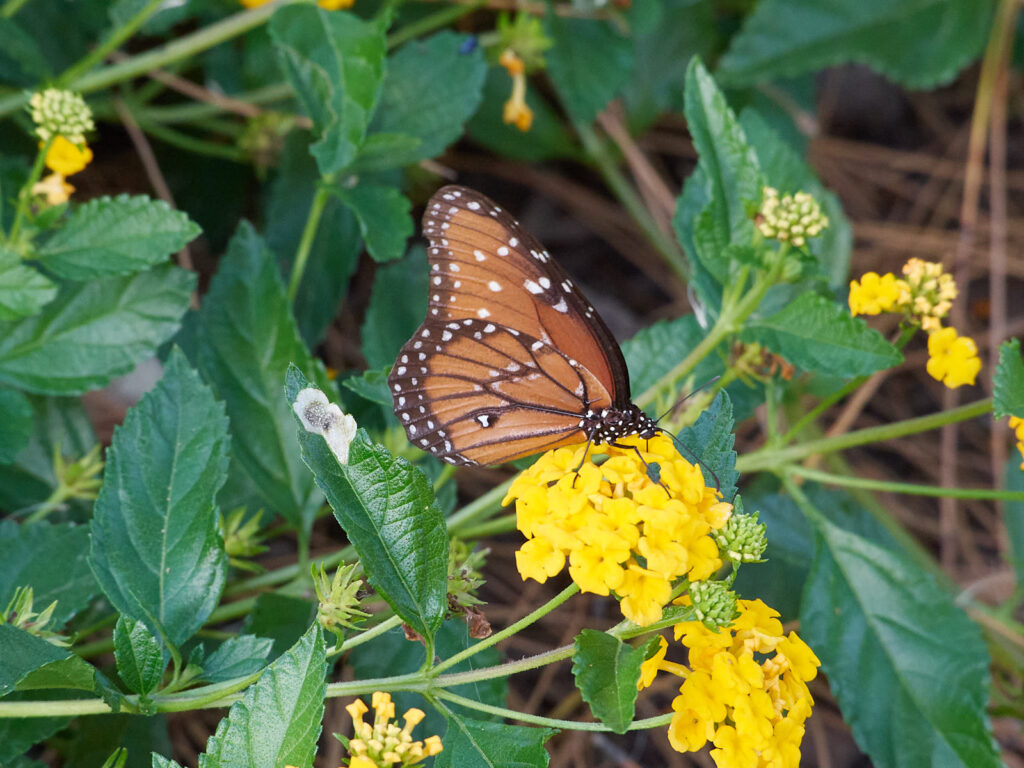 cities into shambles.