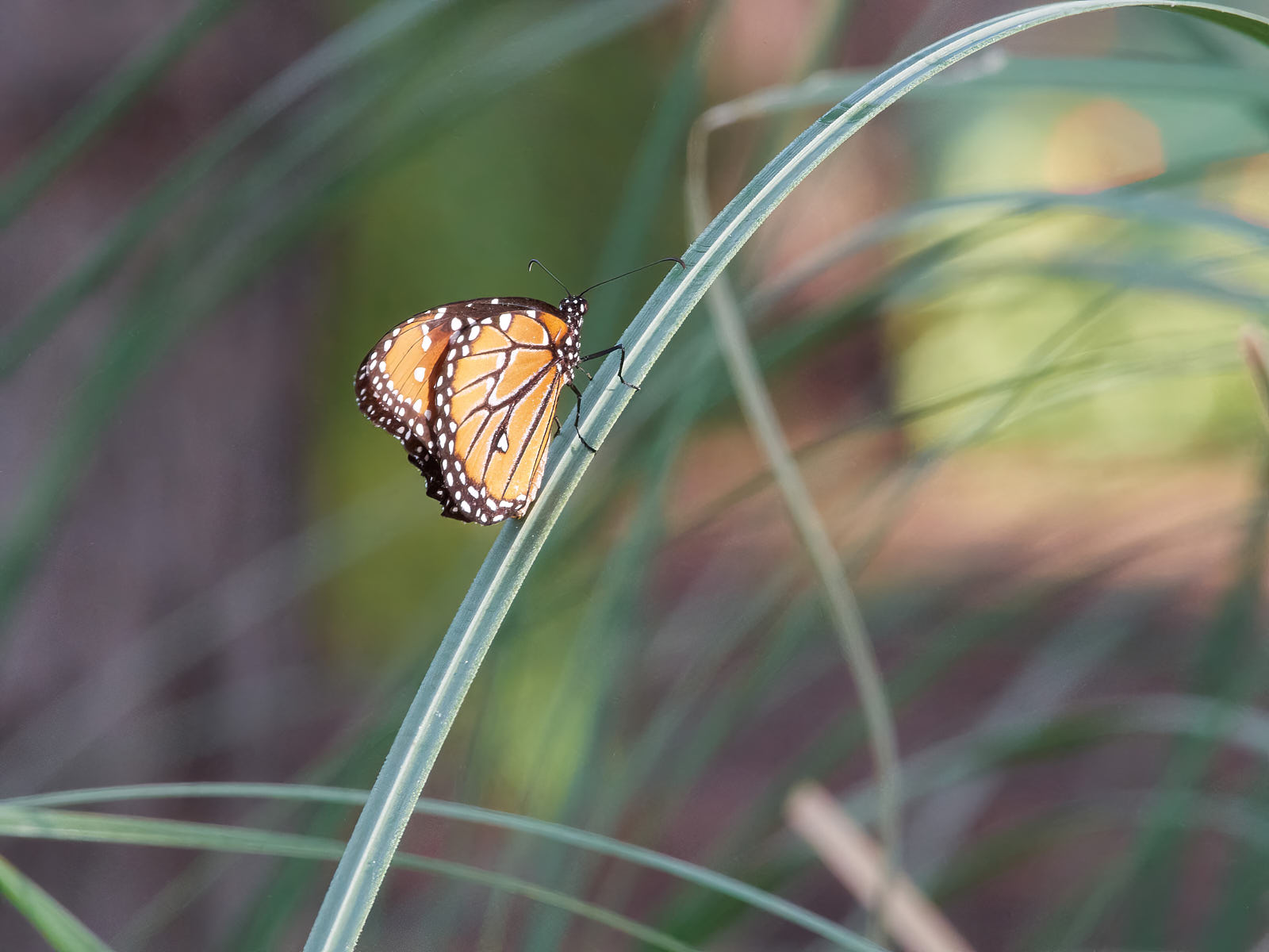 Lay your shadow on the sundials