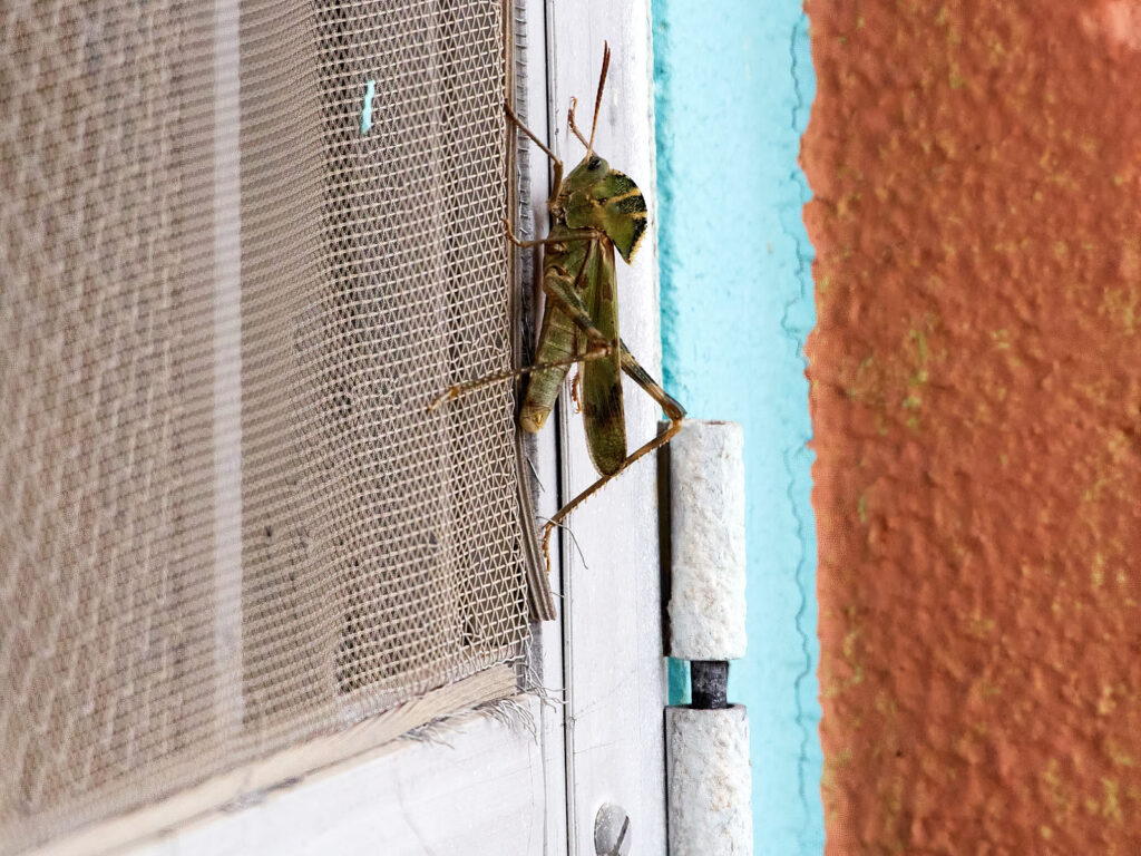 At certain hours, the day seems savage;