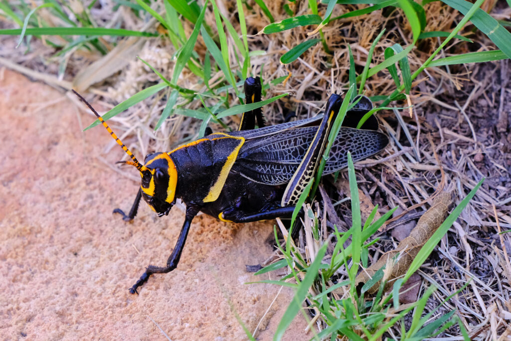 surely he is there somewhere, among our children!