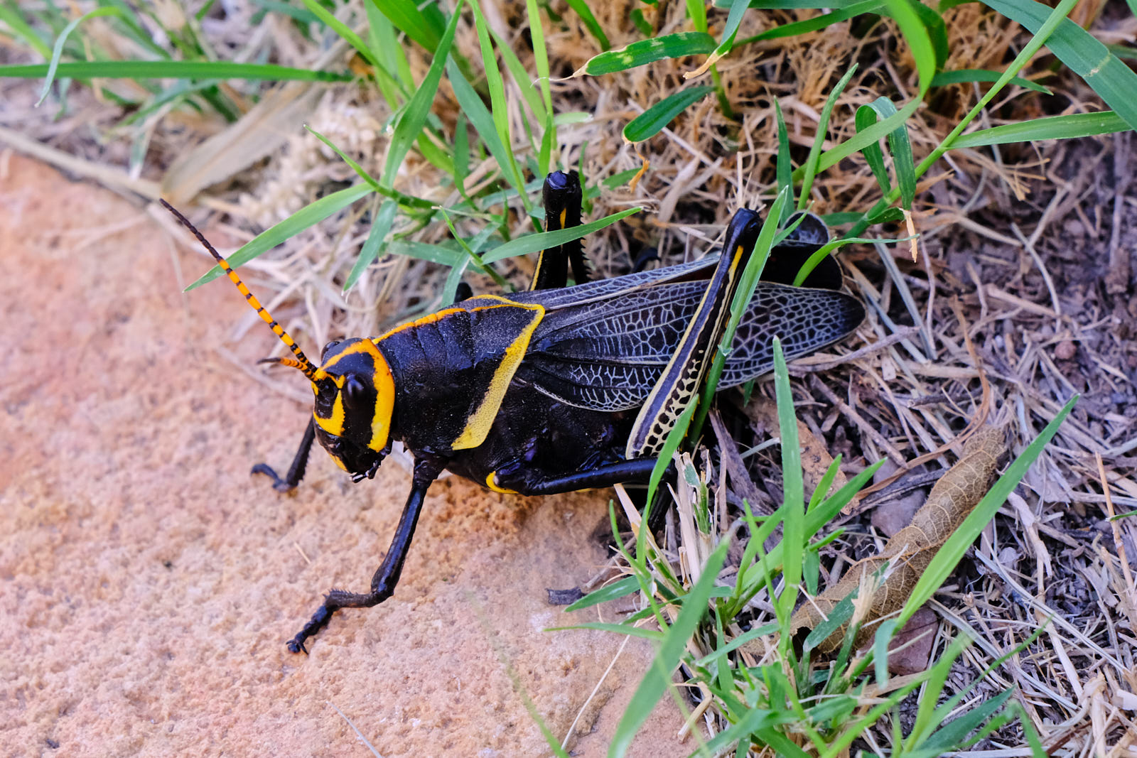 she searches. She tells herself,