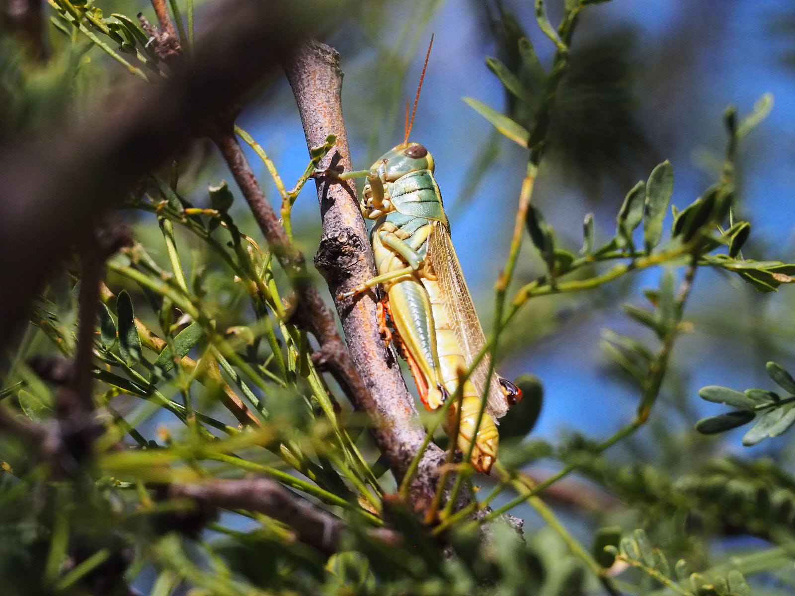 question: what is karma?