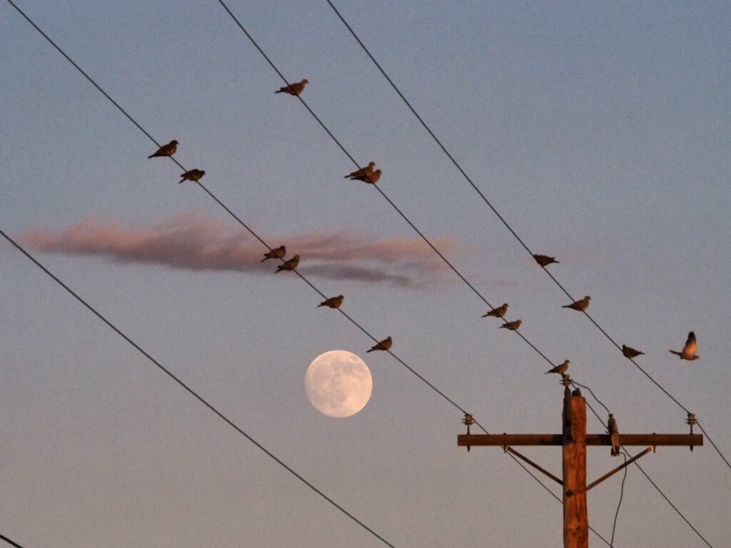 A voice whispers look for the gull in the desert 