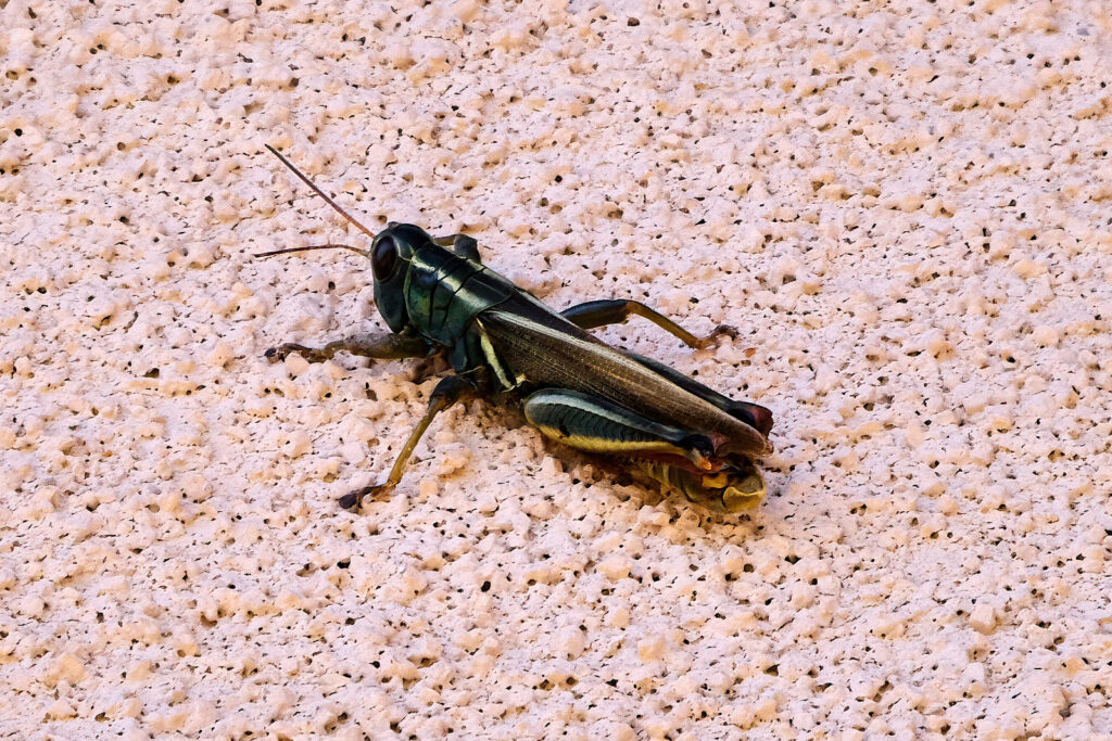 a seam. It cannot be torn.
—Danusha Laméris