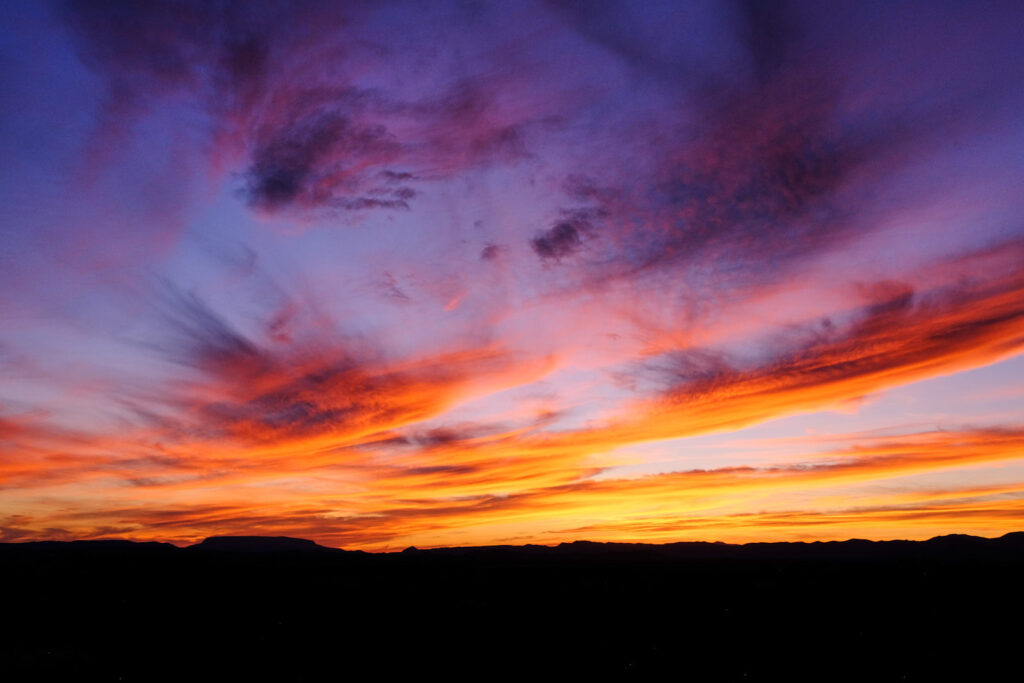 the way a swan thinks of nothing