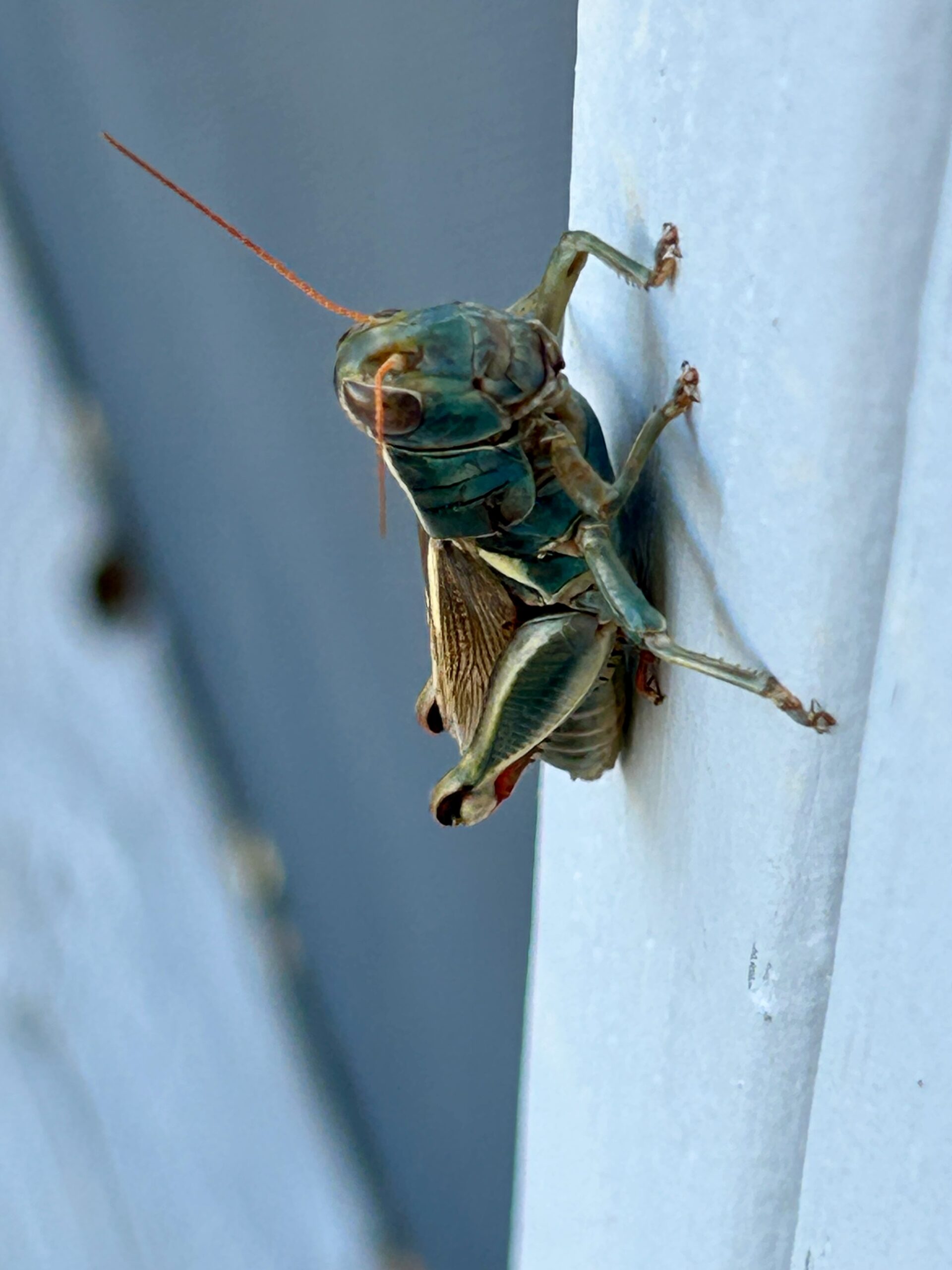 Napped half the day;