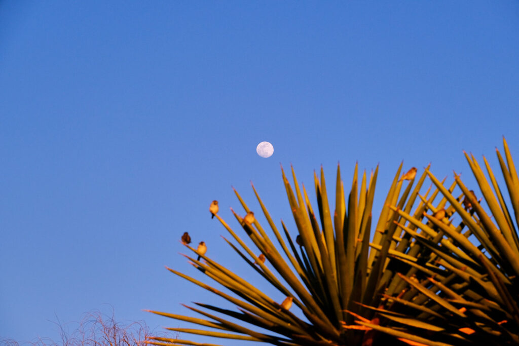 because the mountain must move. —Danez Smith