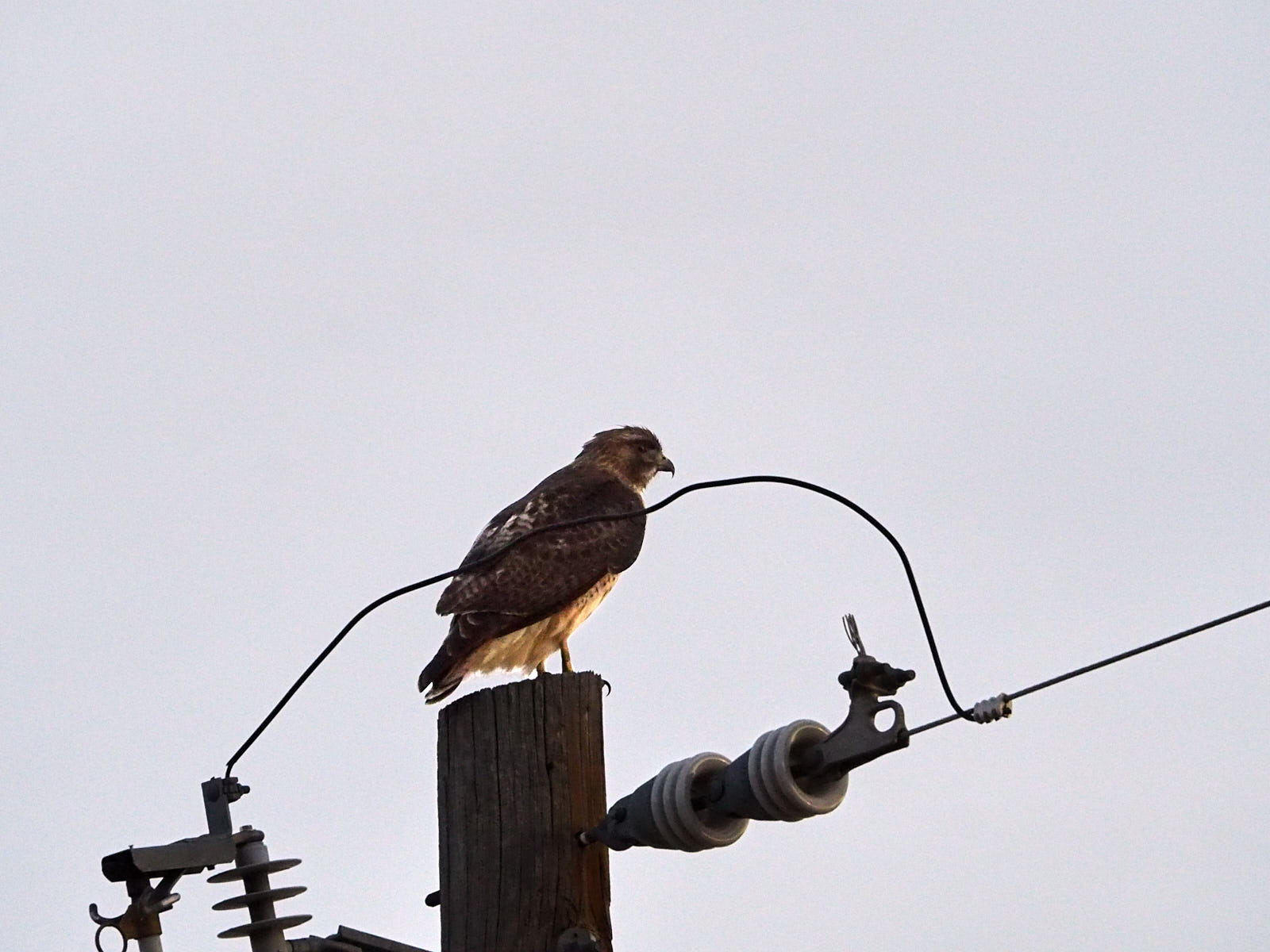 With the poet, not so. One learns