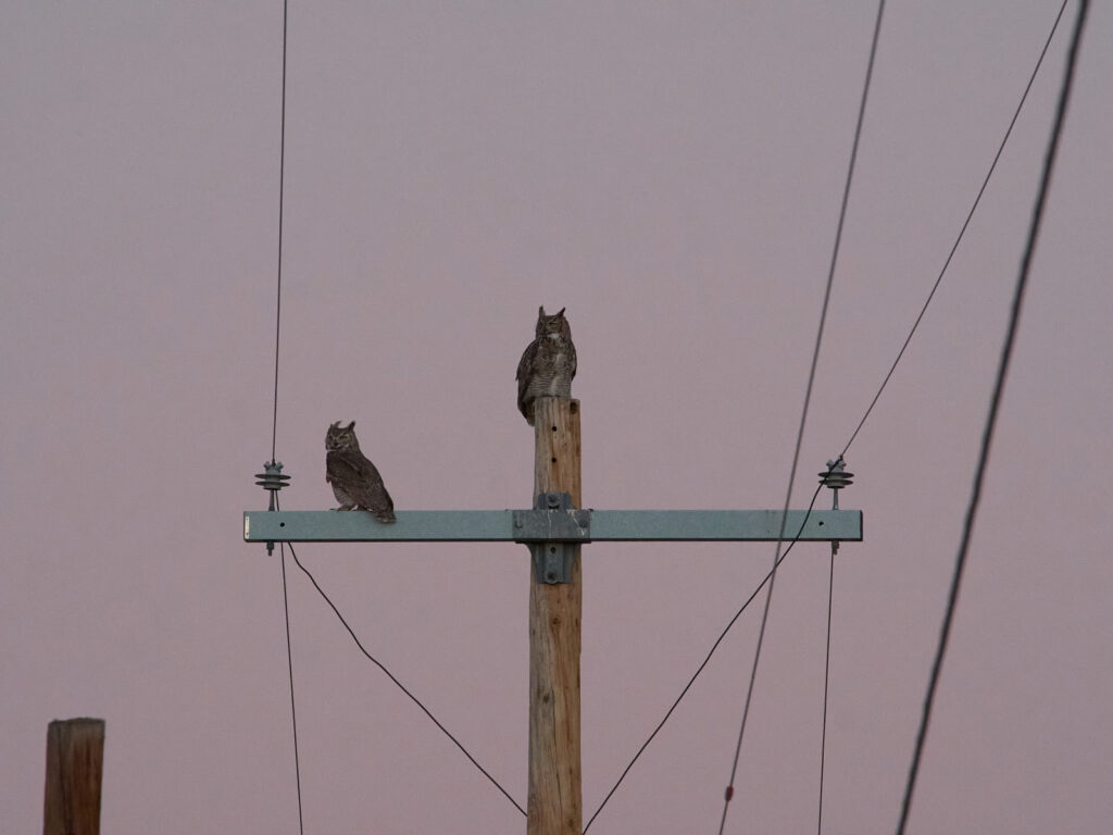 among fish in the sea,