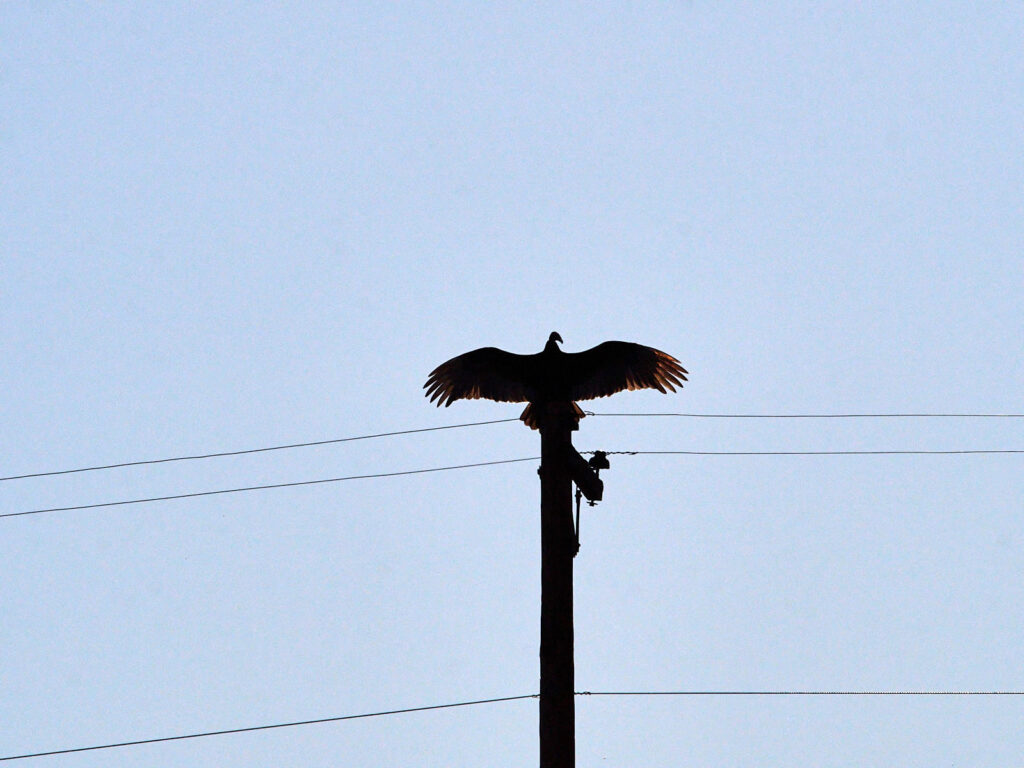 /Immense birds guides all my thinking?/ —Stephen Kuusisto