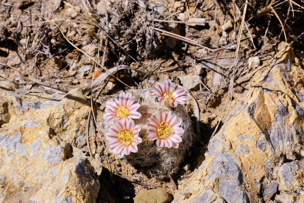 I hold it on my palm.