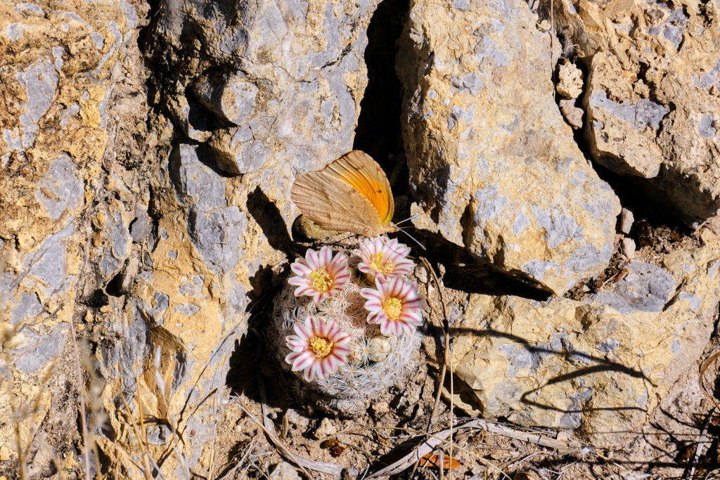 Her time here someone else’s spring,