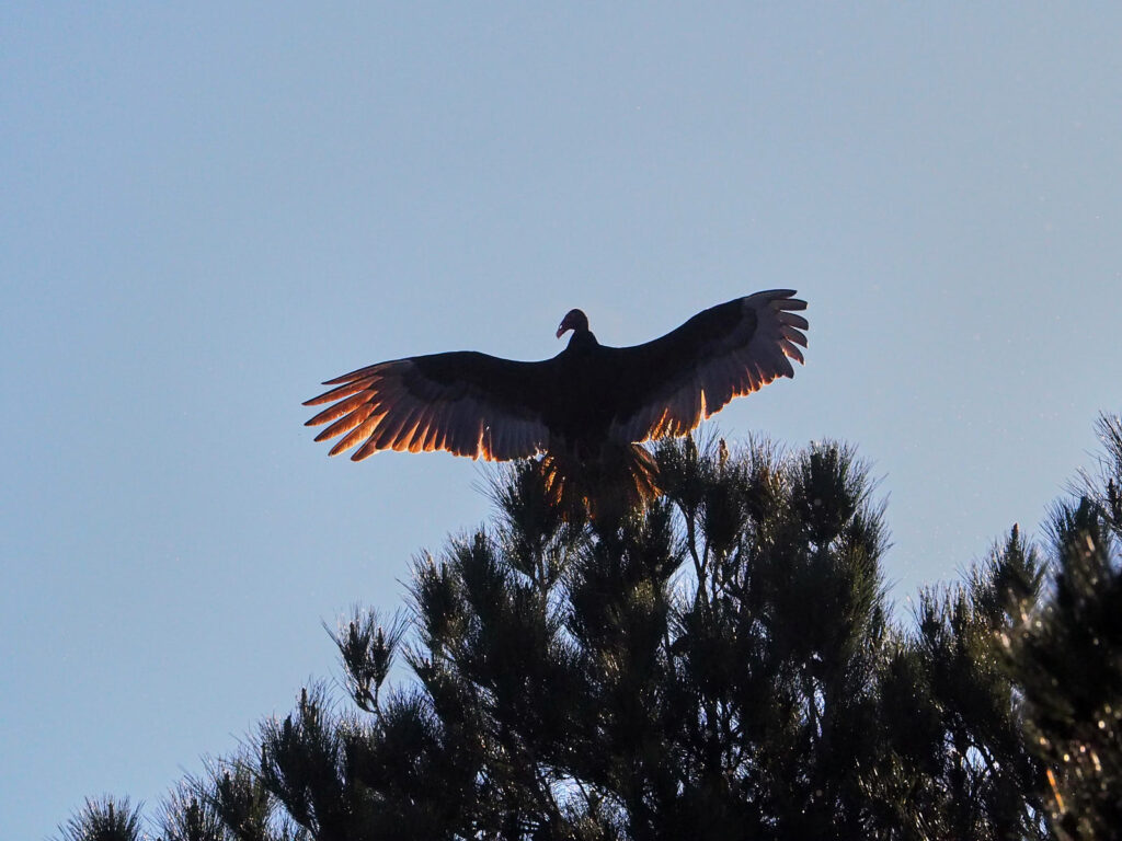 of an ancient mosaic,