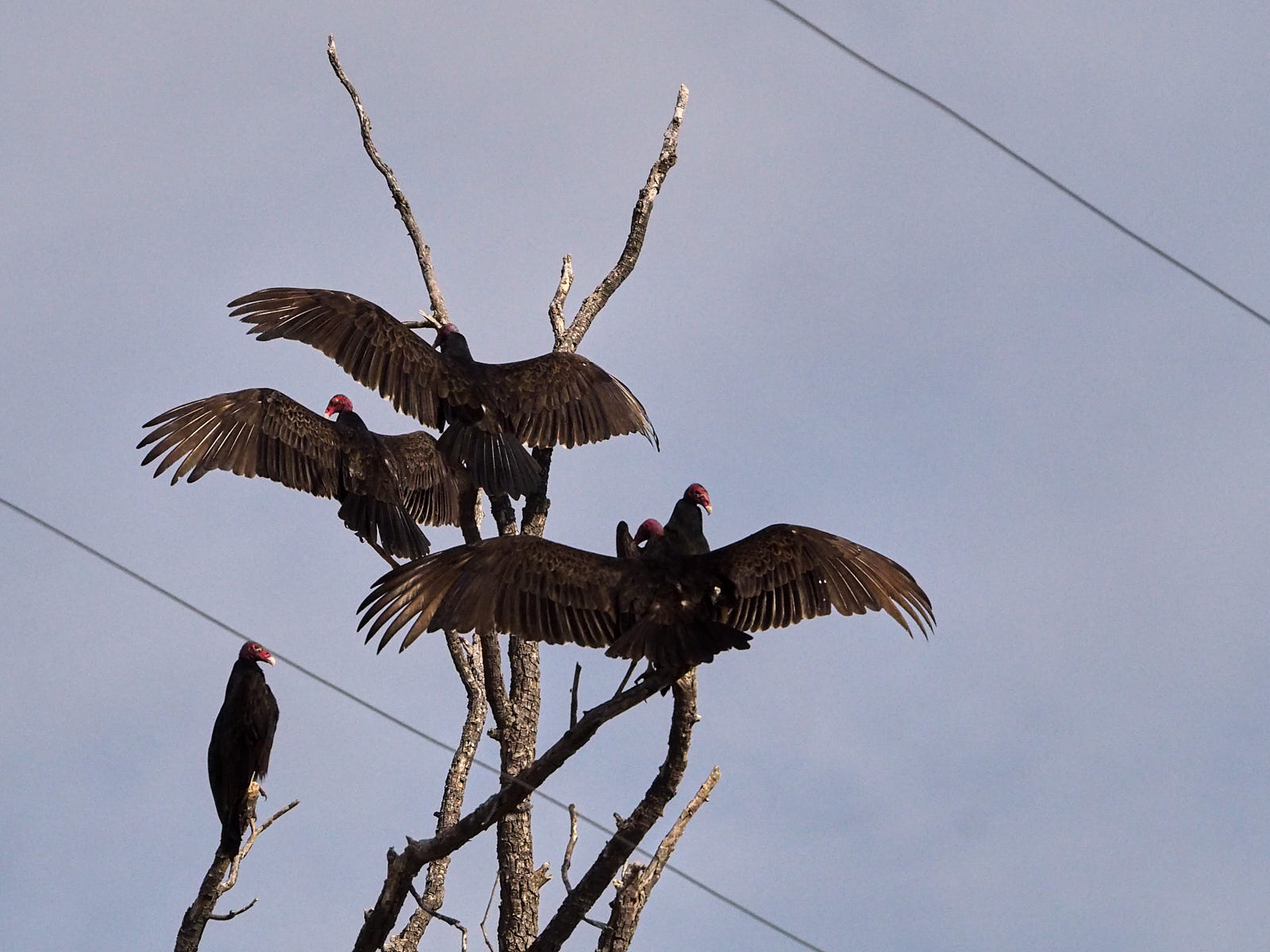 In the heart’s centre