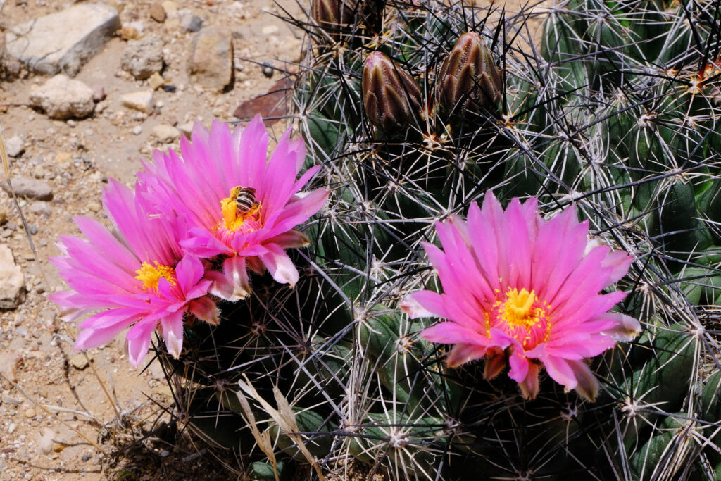 impelled to certain roads, bemused at flowers,