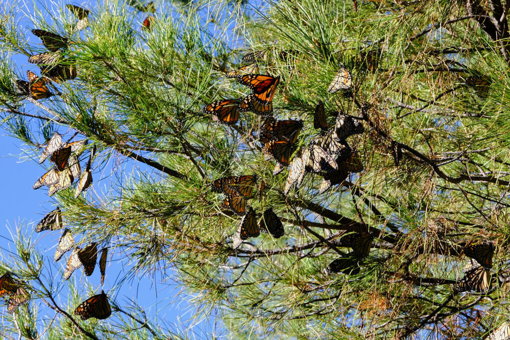 The air fills with delicate creatures
