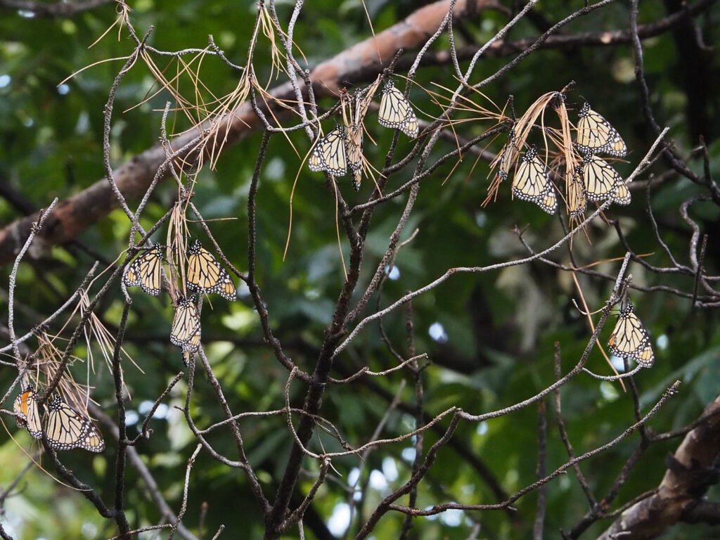 if you sleep or think, but the trees go on waving